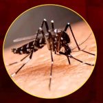 Bangladesh dengue outbreak 2026