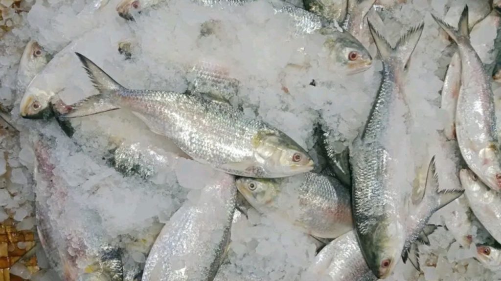 Bangladeshi Hilsa