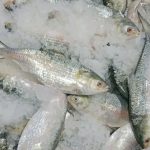 Bangladeshi Hilsa