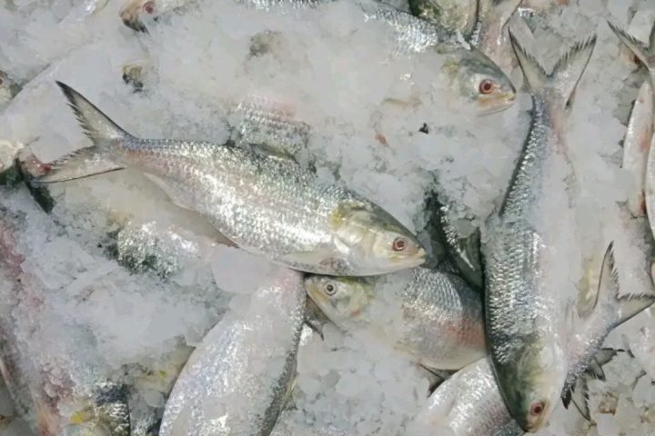 Bangladeshi Hilsa