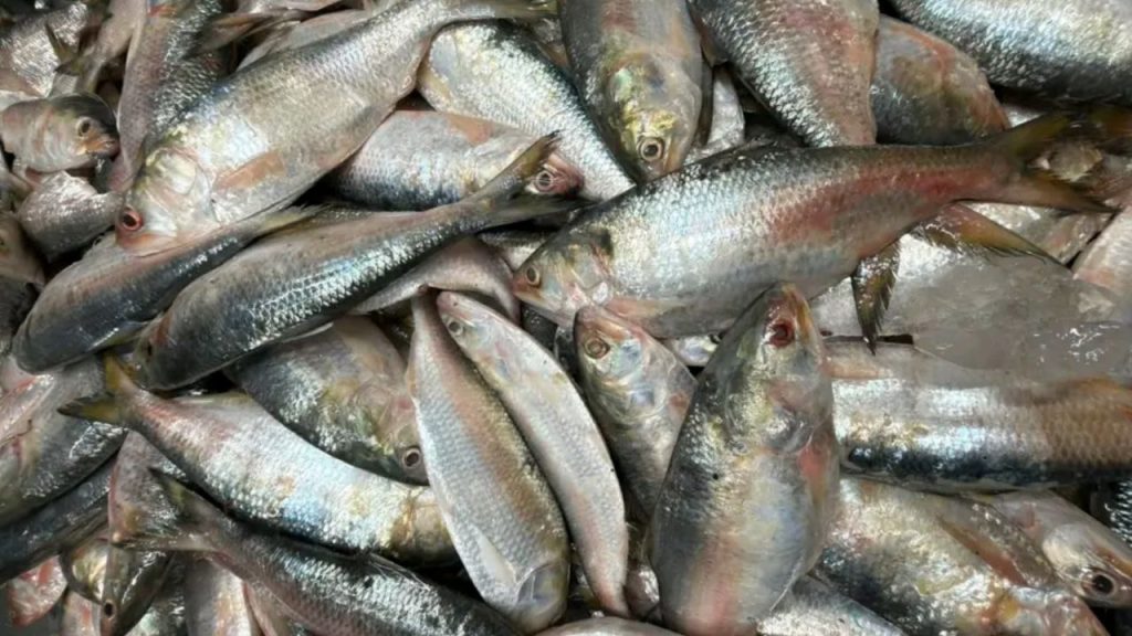 India hilsa exports to Bangladesh