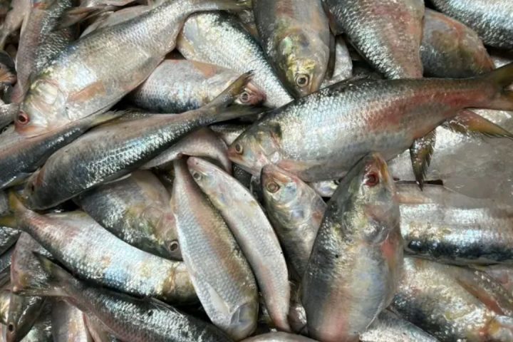 India hilsa exports to Bangladesh