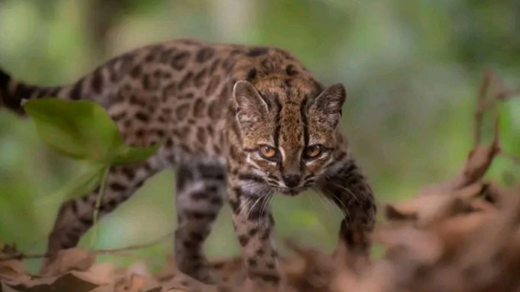 Leopardus tilcayo