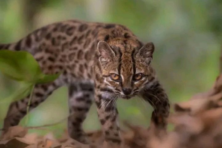 Leopardus tilcayo