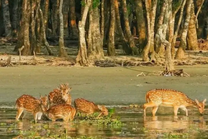 New island in the Sundarbans