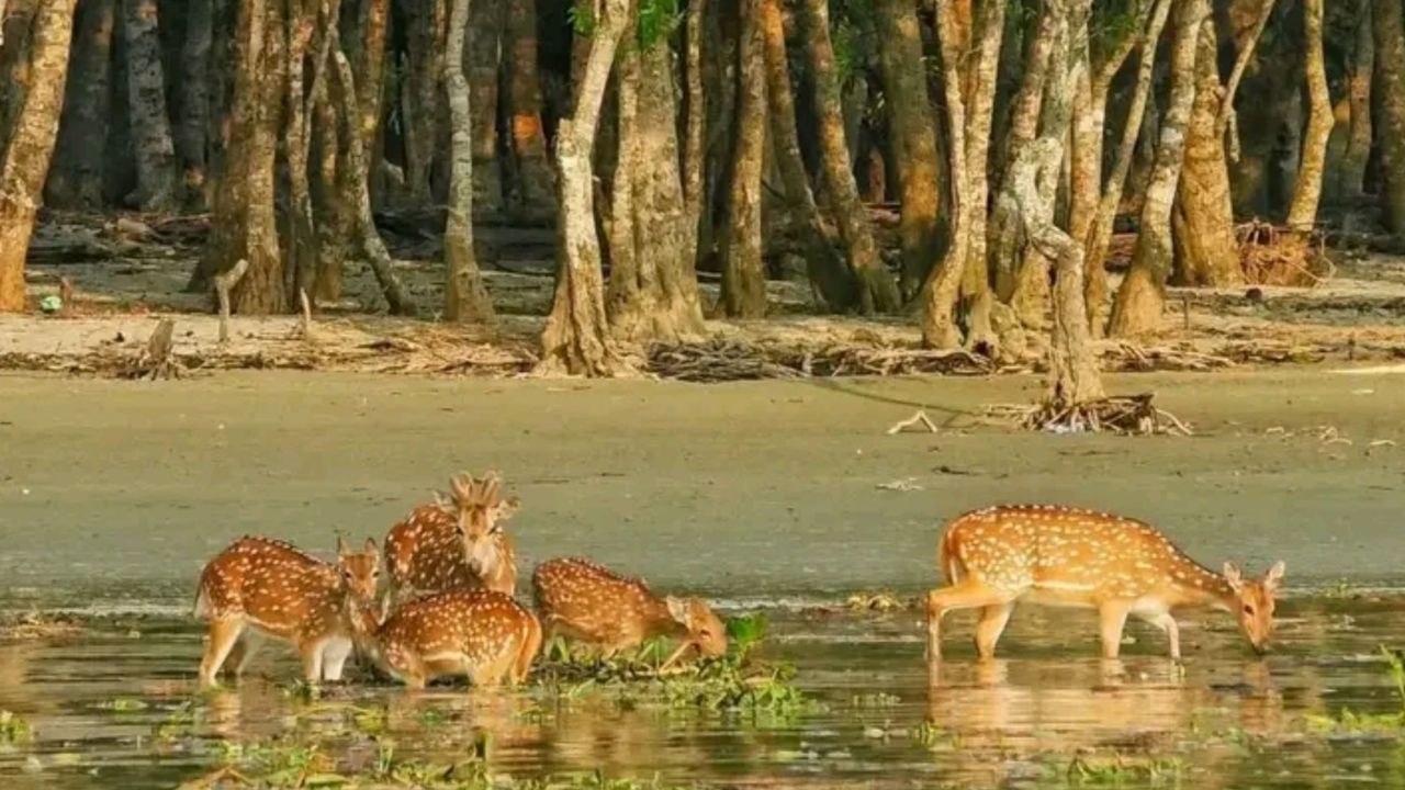 New island in the Sundarbans