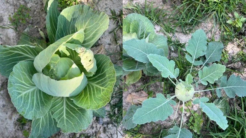 Rabi Season Gardening in Bangladesh