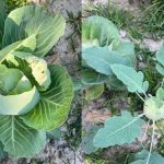 Rabi Season Gardening in Bangladesh
