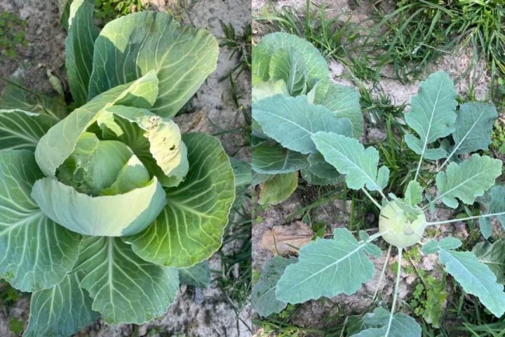Rabi Season Gardening in Bangladesh
