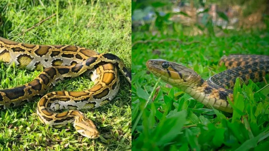 Bangladesh Venomous Snakes