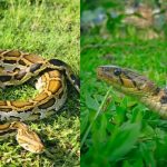 Bangladesh Venomous Snakes