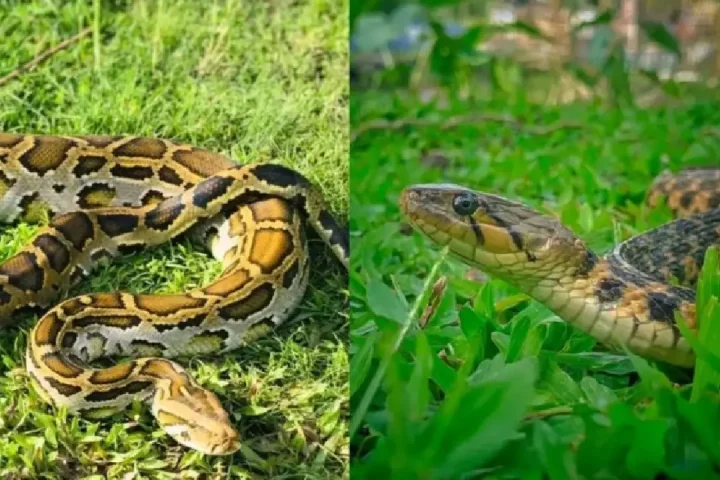 Bangladesh’s Venomous Snakes