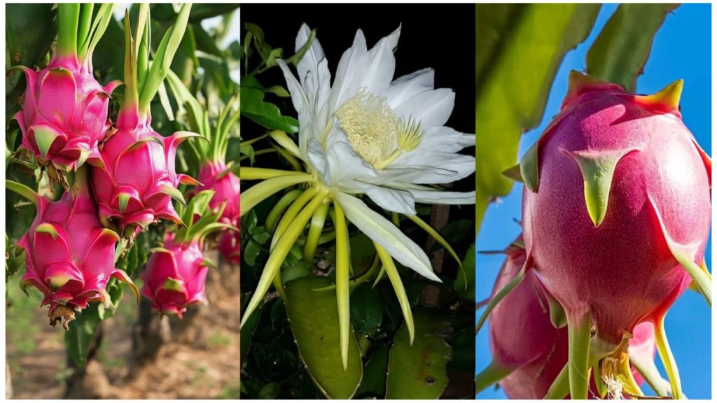 Dragon Fruit Farming in Bangladesh: Rooftop Guide