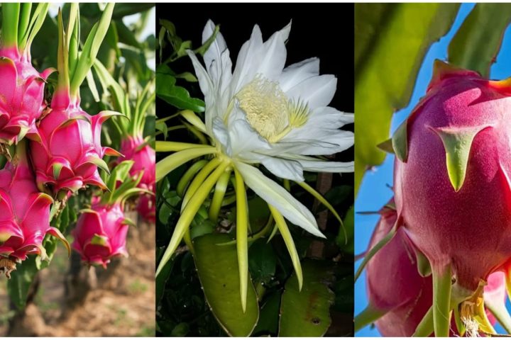 Dragon Fruit Farming in Bangladesh: Rooftop Guide