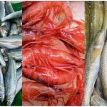 Seven Sundarbans aquatic species, including five fish and two shrimp species, to receive global genetic records through GenBank