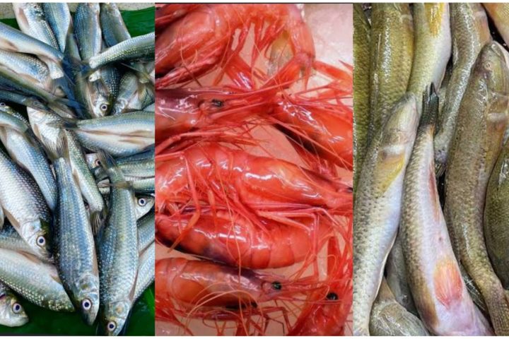 Seven Sundarbans aquatic species, including five fish and two shrimp species, to receive global genetic records through GenBank