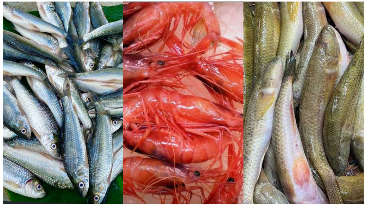 Seven Sundarbans aquatic species, including five fish and two shrimp species, to receive global genetic records through GenBank