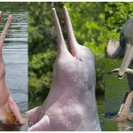 Source: Bangladesh Dolphin Action Plan 2020-2029 (riverdolphins.org)