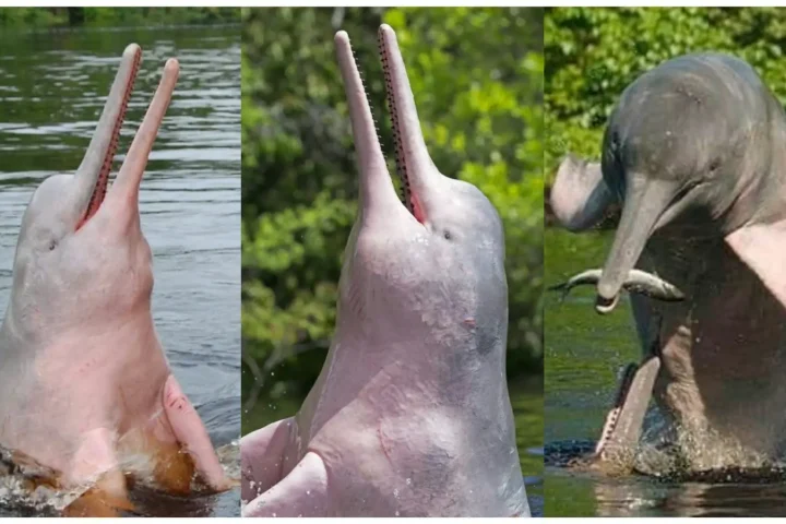 Source: Bangladesh Dolphin Action Plan 2020-2029 (riverdolphins.org)