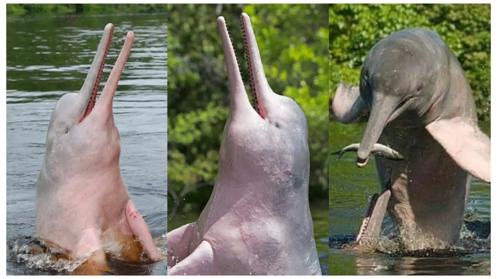 Source: Bangladesh Dolphin Action Plan 2020-2029 (riverdolphins.org)