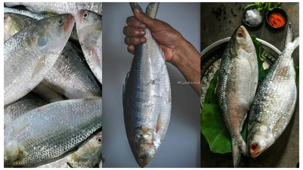 Hilsa The bengal Delicacy