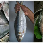 Hilsa The bengal Delicacy