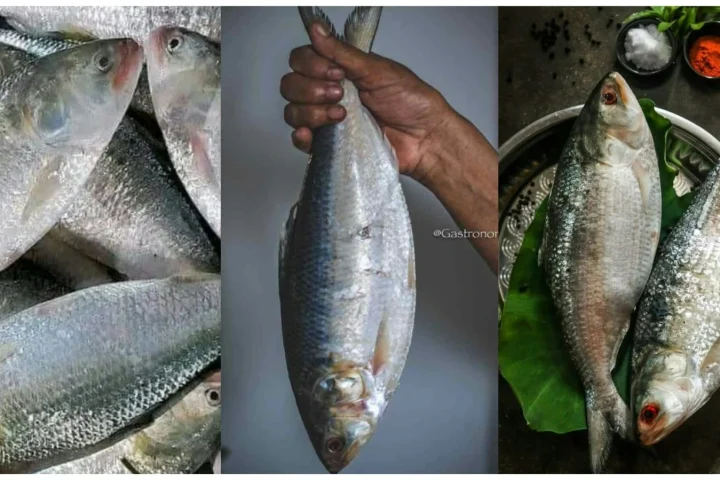 Hilsa The bengal Delicacy