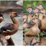 Migratory Bird