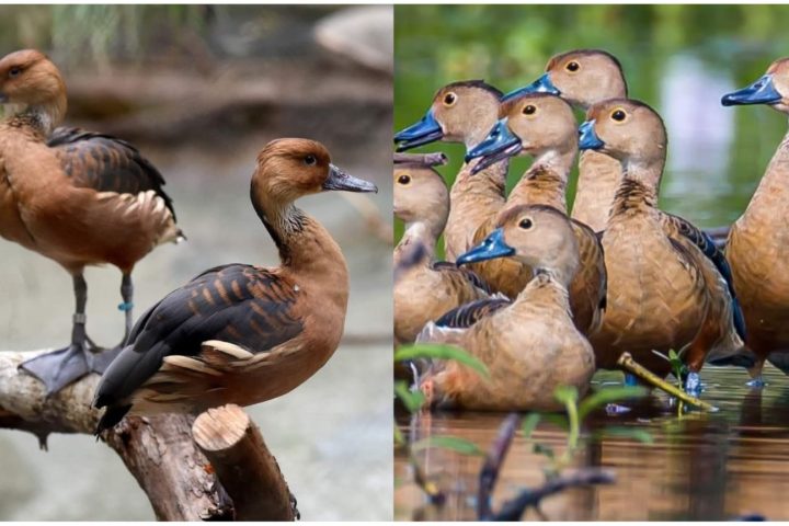 Migratory Bird