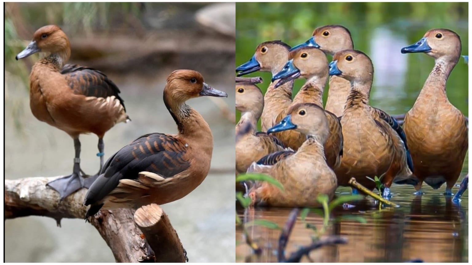 Migratory Bird