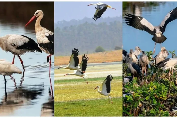 Tanguar & Hakaluki Haor: Winter Birds | Bangla Pulse