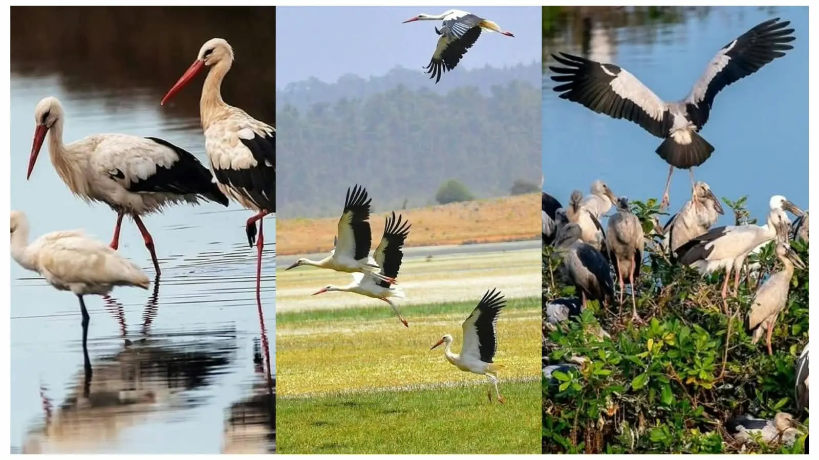 Tanguar & Hakaluki Haor: Winter Birds | Bangla Pulse
