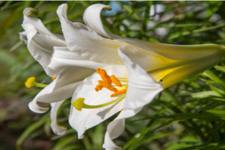 Bangladesh horticulture