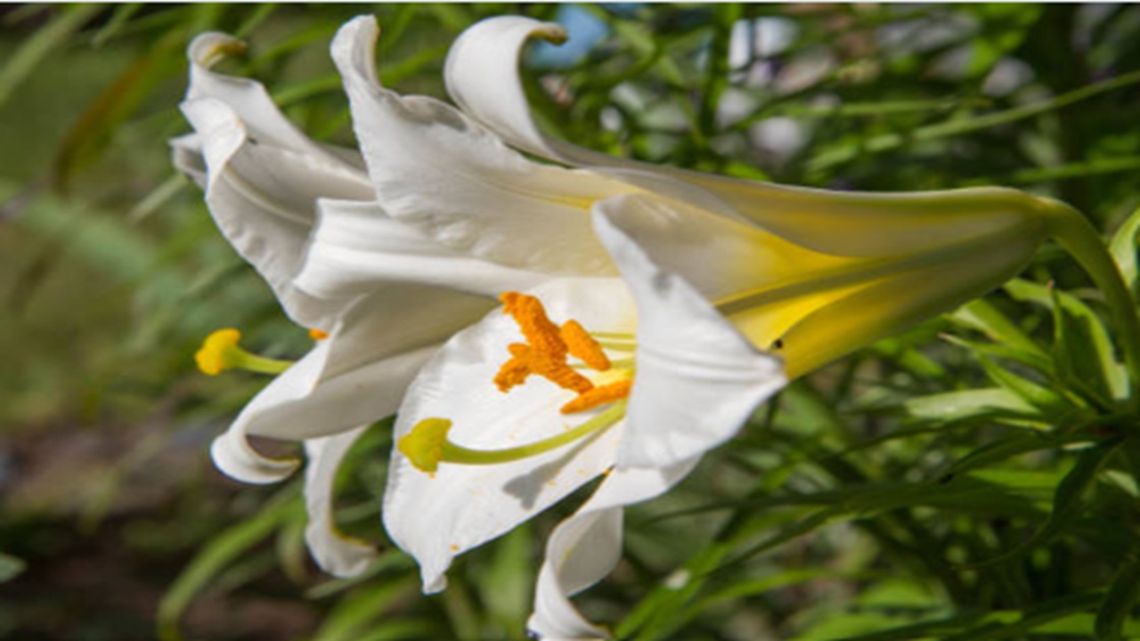 Bangladesh horticulture