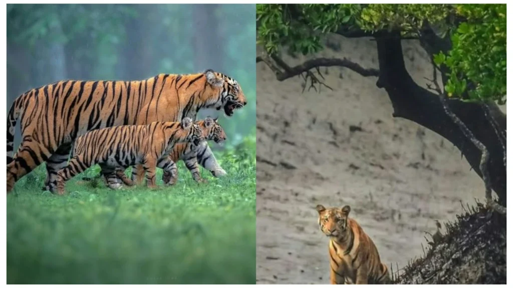 Sunderban Biodiversity