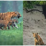 Sunderban Biodiversity