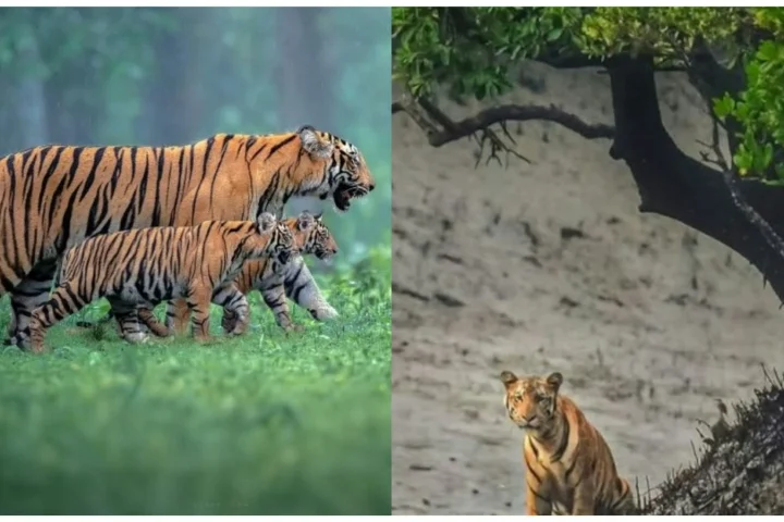 Sunderban Biodiversity