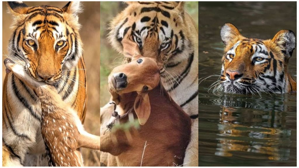 Why Sundarbans Tigers Attack Humans: Expert Facts