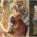 Why Sundarbans Tigers Attack Humans: Expert Facts