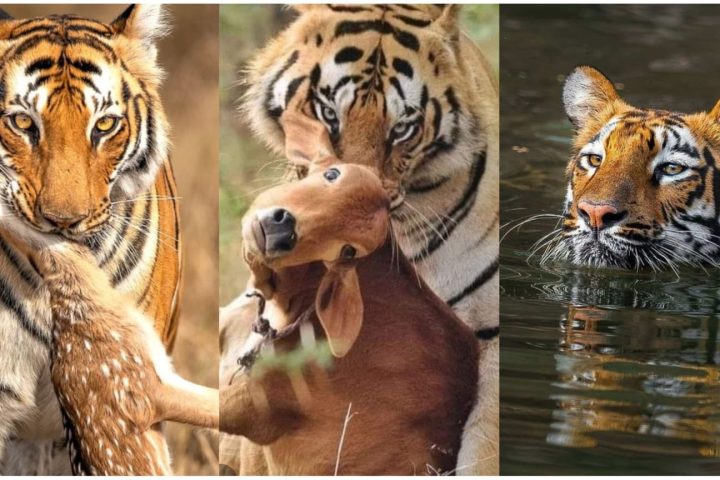Why Sundarbans Tigers Attack Humans: Expert Facts