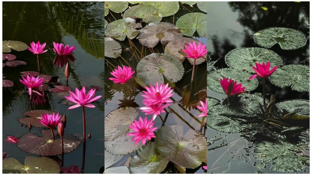 Water Lily