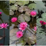 Water Lily