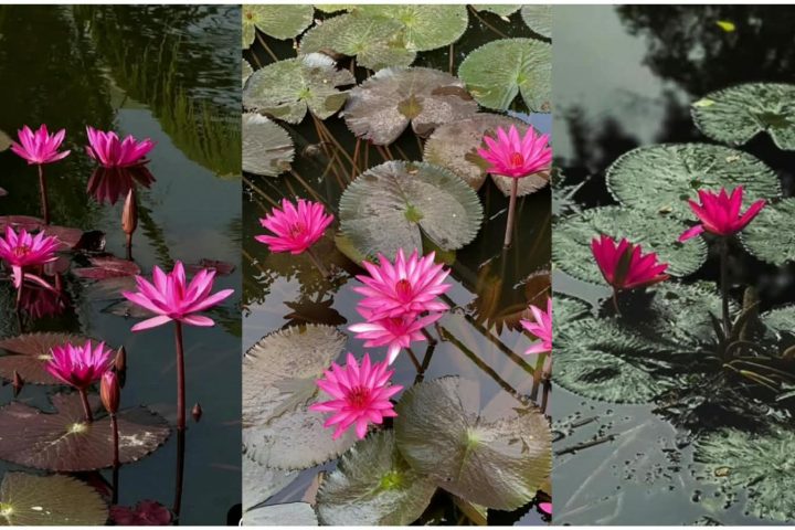 Water Lily