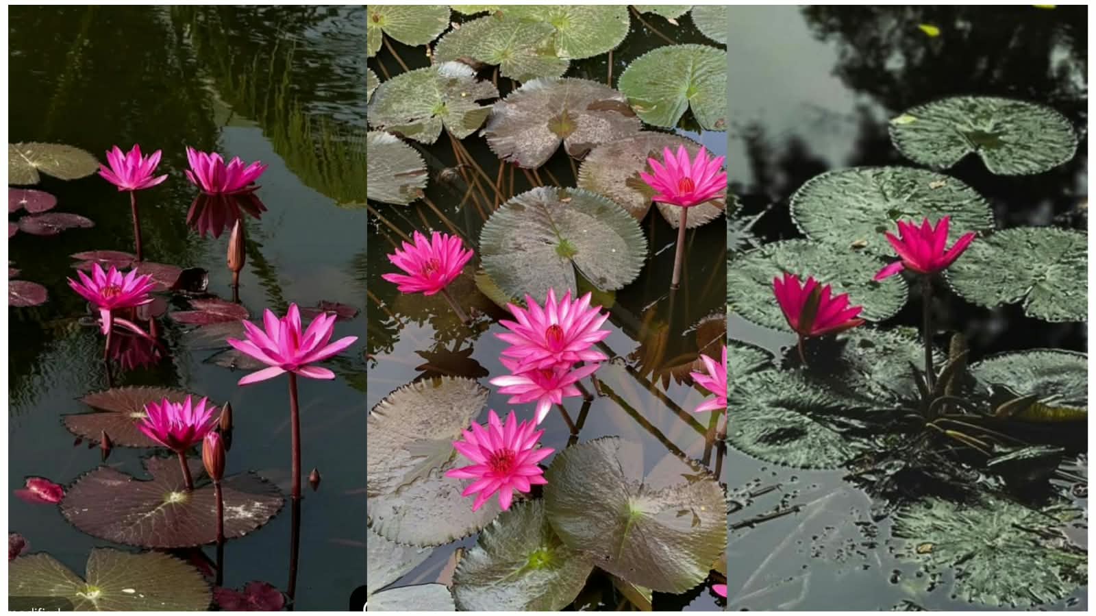Water Lily