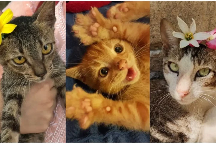 Cat Care Tips for Seasonal Changes and Health