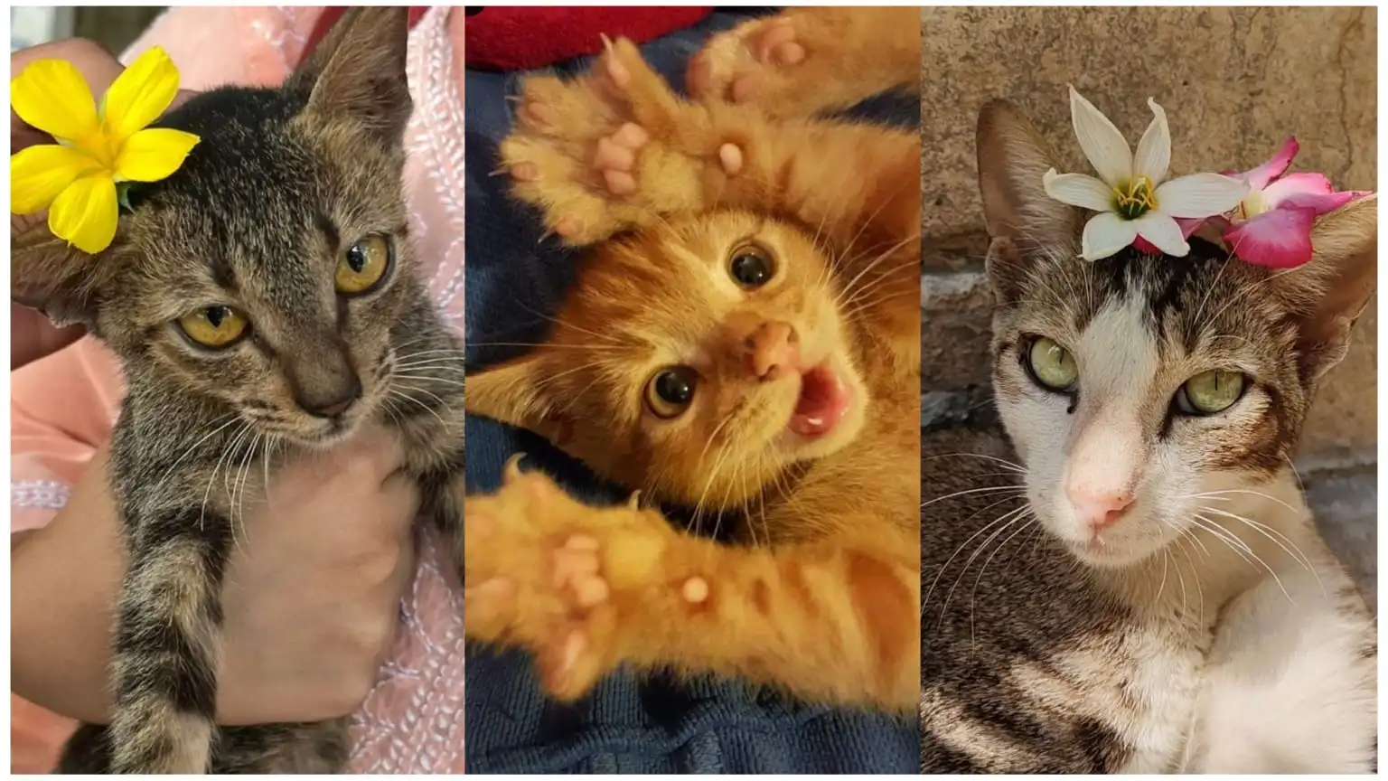 Cat Care Tips for Seasonal Changes and Health