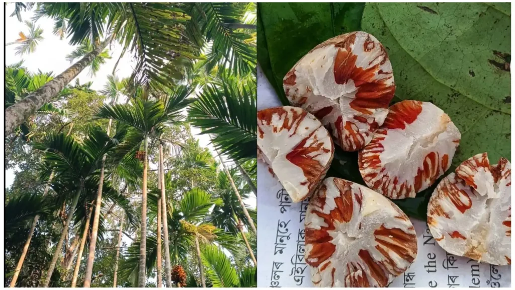 Lakshmipur Betel Nut Sales May Hit Tk 700 Crore