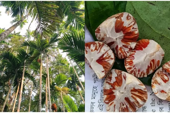 Lakshmipur Betel Nut Sales May Hit Tk 700 Crore