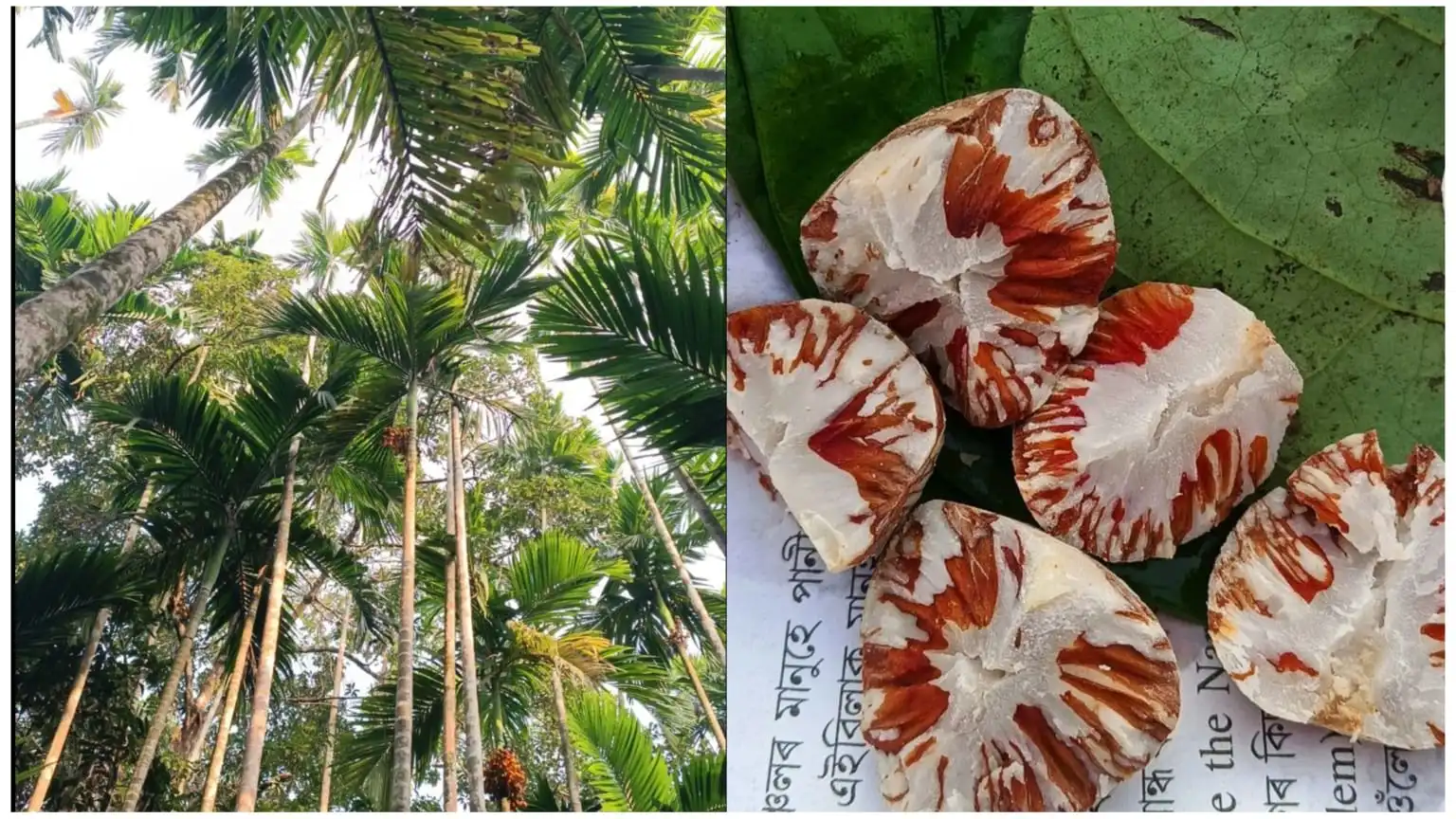 Lakshmipur Betel Nut Sales May Hit Tk 700 Crore