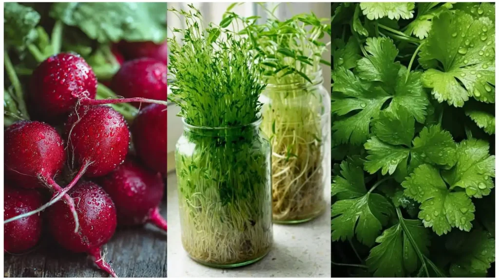7 Bengali Shaak to Grow at Home This Winter